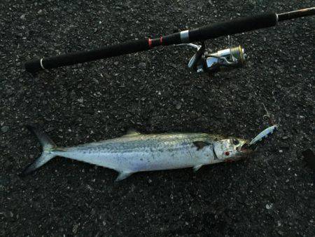 釣り人生一番の大物