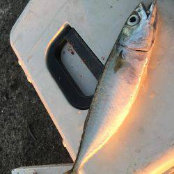 タチウオのはずが