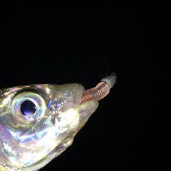 月夜のアジング