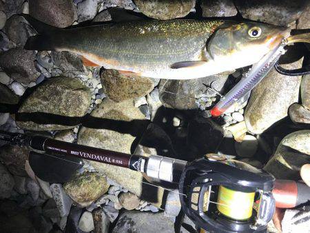 落ち鮎ウグイ笑