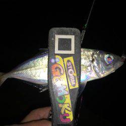 連日連夜絶好調（＾ω＾）