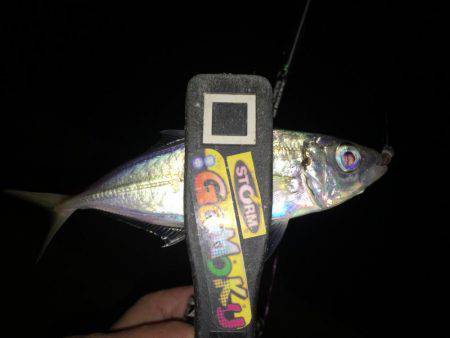 連日連夜絶好調（＾ω＾）