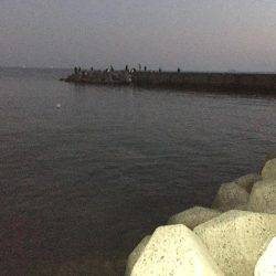 アジングからのガシリング