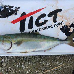 コウイカ ノマセ 近藤丸