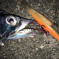 まだまだ太刀魚