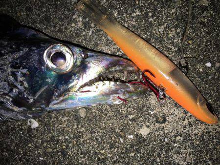 まだまだ太刀魚