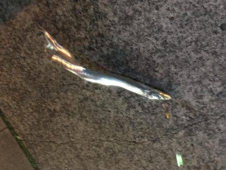 北公園でタチウオ