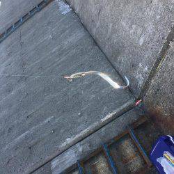 寝坊してタチウオ一匹だけ、、、