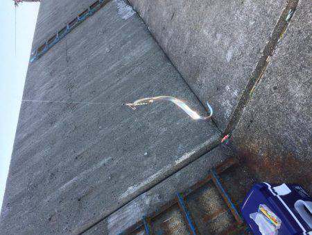 寝坊してタチウオ一匹だけ、、、