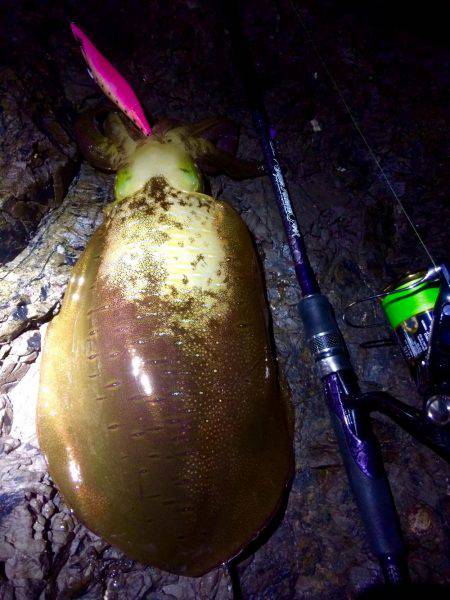 何とかホゲ逃れ…