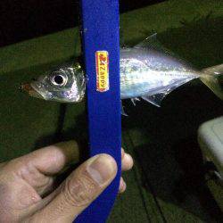 今日もせっせとアジング