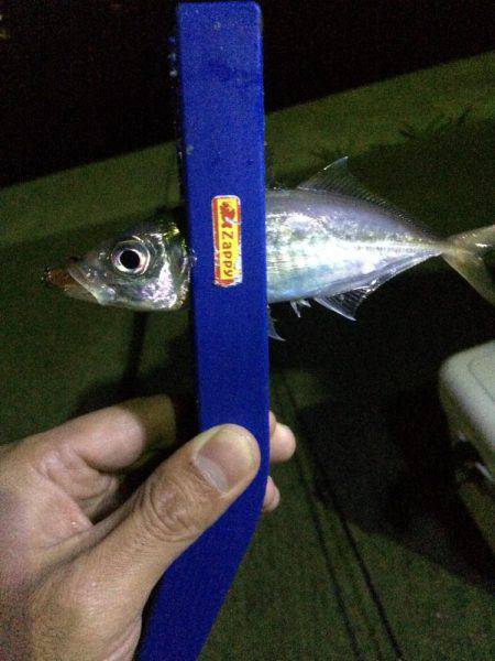 今日もせっせとアジング