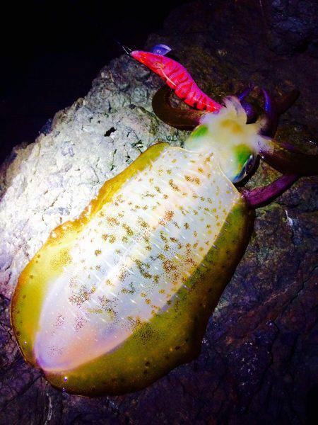 なかなかのシブさ