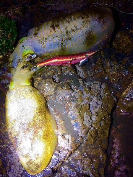 朝マヅメ前に何とかGET