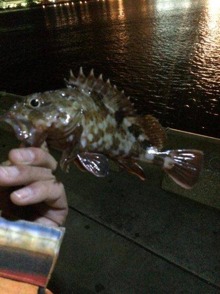 アジングのはずが...