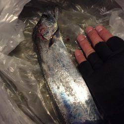 久々のシーバス