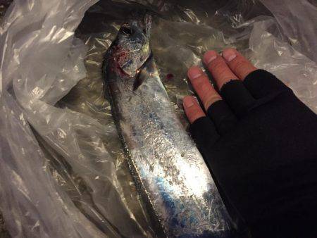 久々のシーバス