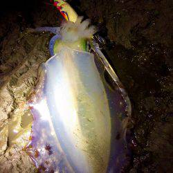 ロッド負傷につき…