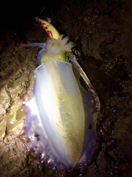 ロッド負傷につき…