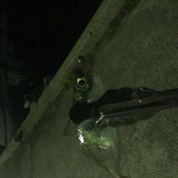 淡路島アジング