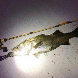 ナマズタックルでシーバス…