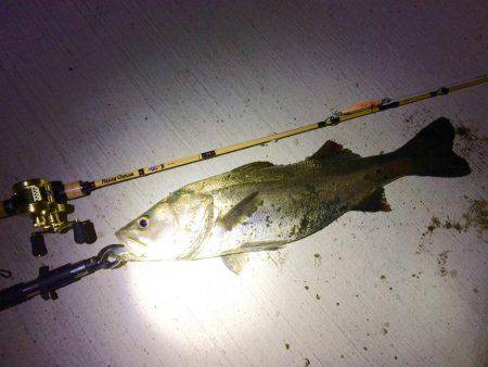 ナマズタックルでシーバス…