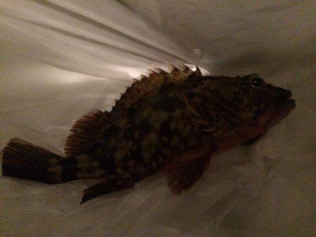 アジ調査のはずが