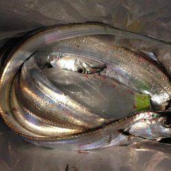 タチウオもアナゴも