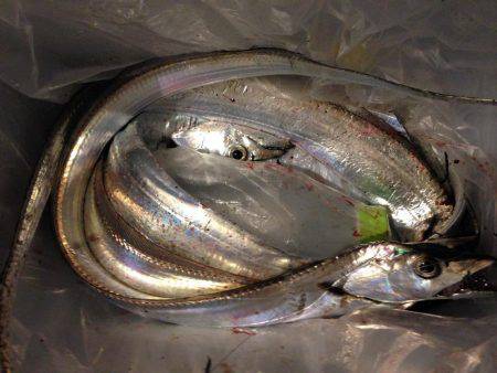 タチウオもアナゴも