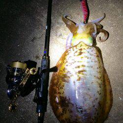 久々のエギング