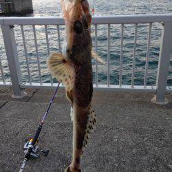 まさかのマゴチ