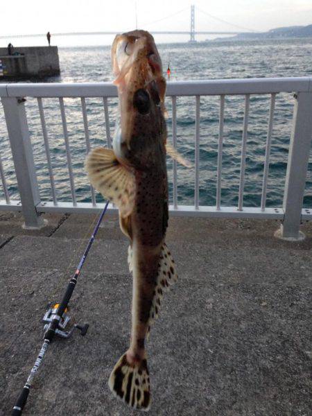 まさかのマゴチ