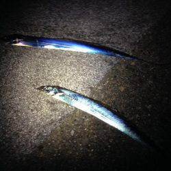 タチウオの群れ再び