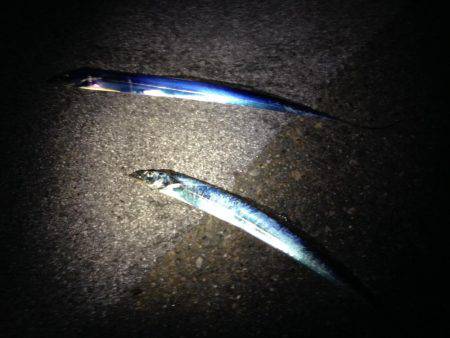 タチウオの群れ再び