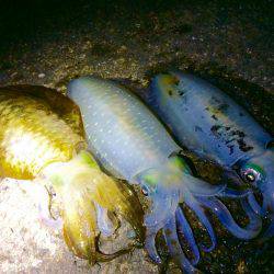 ナイトは単発の拾い釣り