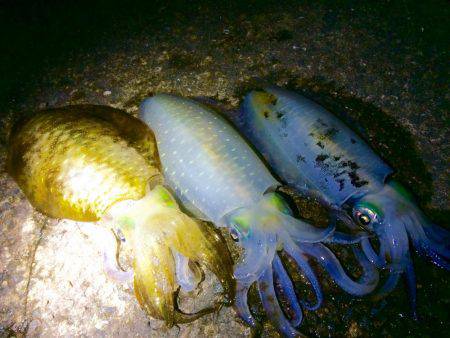 ナイトは単発の拾い釣り