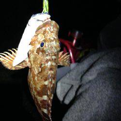 アナゴにガシラ