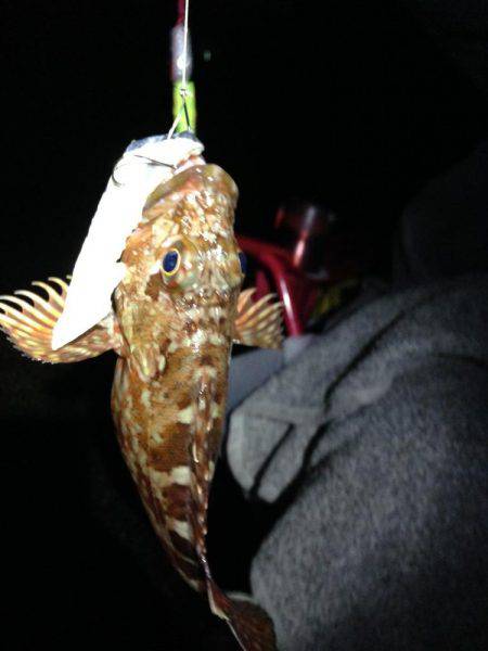 アナゴにガシラ