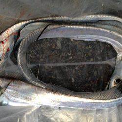 やっぱりウキ釣りはおもしろい