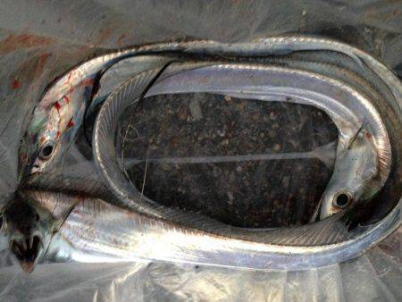 やっぱりウキ釣りはおもしろい