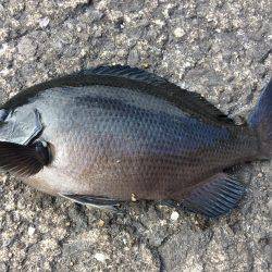 久々のグレ釣り！