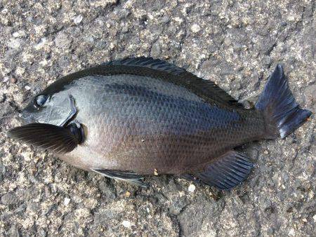 久々のグレ釣り！