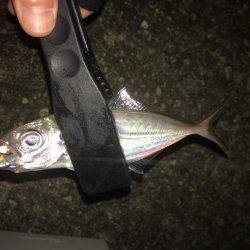 アジング釣果+オマケ