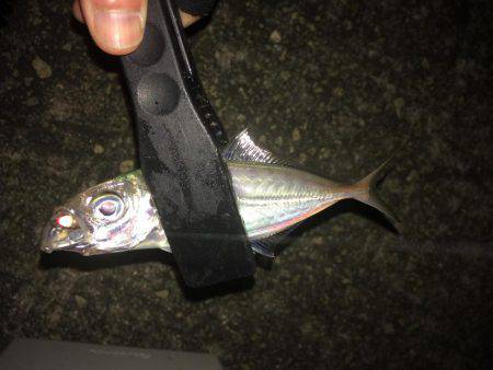 アジング釣果+オマケ