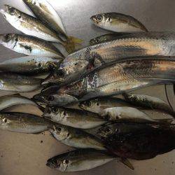 太刀魚時合い無し激渋