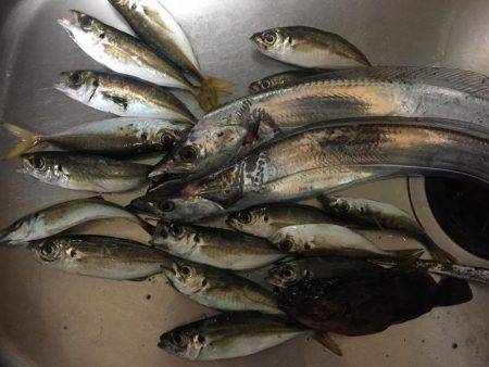 太刀魚時合い無し激渋