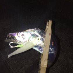 太刀魚のちコウイカ