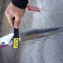 ワインド楽しすぎ!