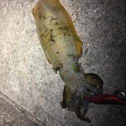 エギングアオリ