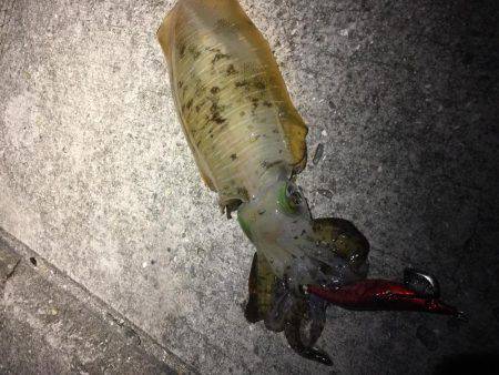 ぼちぼち釣れてます